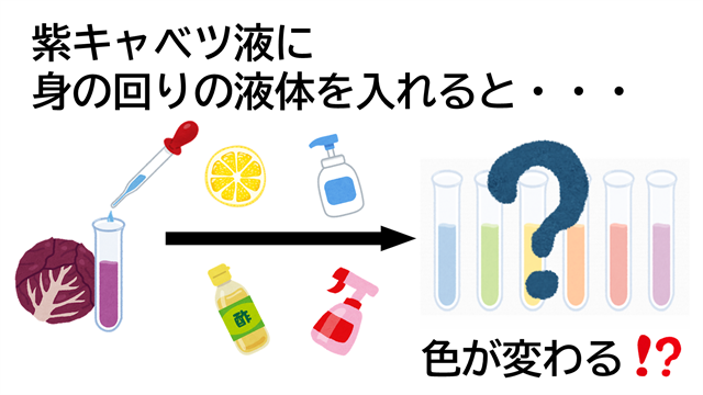 紫キャベツ